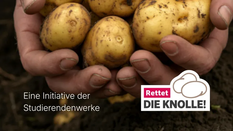 Knolle
