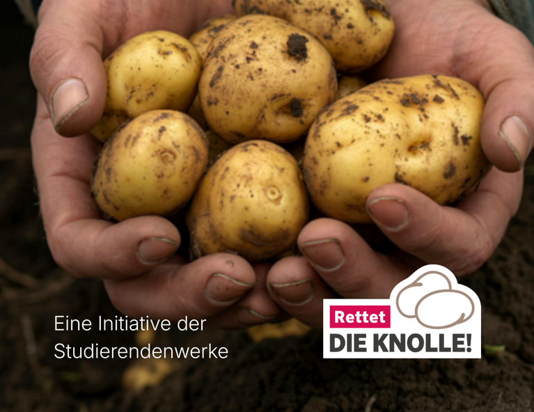 Knolle